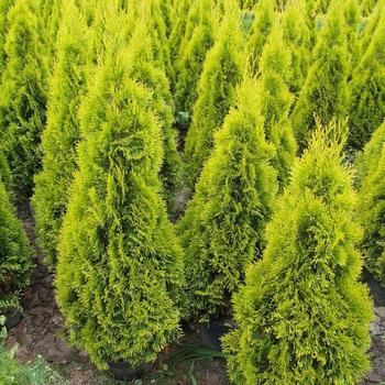 Thuja occidentalis Highlights™ 'Janed Gold' (191439)