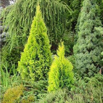 Thuja occidentalis Highlights™ 'Janed Gold'