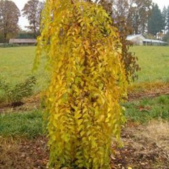 Styrax japonicus 'Fragrant Fountain' PP19664