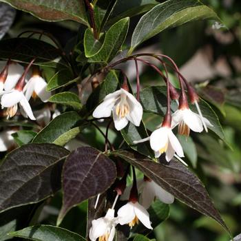 Styrax japonicus 'Evening Light'