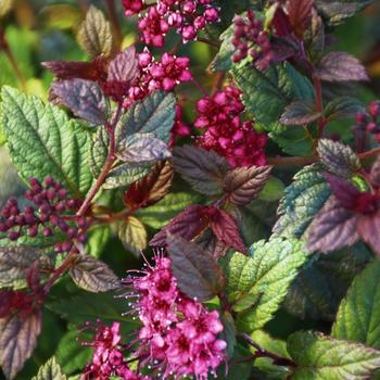 Spiraea japonica Walberton's® 'Plumtastic'