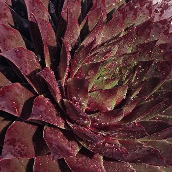 Sempervivum 'Ruby' 