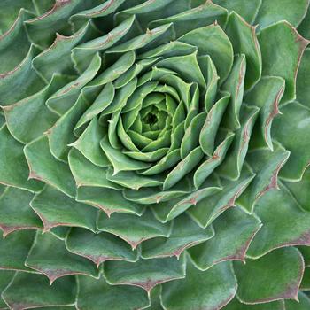 Sempervivum 'Emerald' 