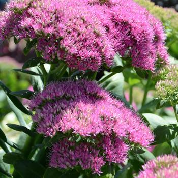 Sedum spectabile Walberton's® 'Pizzazz'