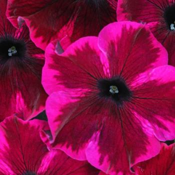 Petunia 'Cosmic Purple' 