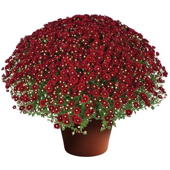 Chrysanthemum x morifolium 'Aideen™ Red Fire' 