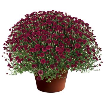 Chrysanthemum x morifolium 'Arlette™ Purple' 