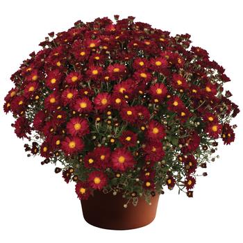 Chrysanthemum x morifolium 'Bonnie™ Red' 