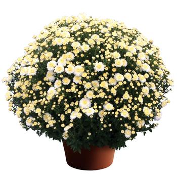 Chrysanthemum x morifolium 'Cheryl™ Frosty White' 