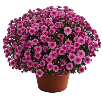 Chrysanthemum x morifolium 'Cheryl™ Pink Improved' 
