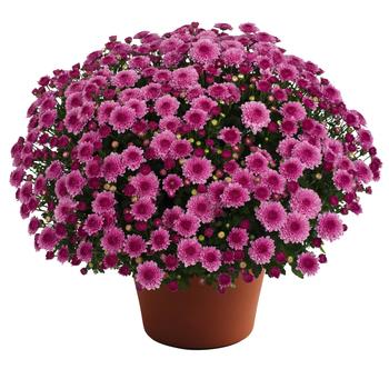 Chrysanthemum x morifolium 'Cheryl™ Pink Improved'