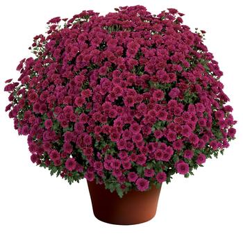 Chrysanthemum x morifolium 'Cheryl™ Regal Purple'