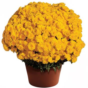 Chrysanthemum x morifolium 'Cheryl™ Sparkling Yellow'