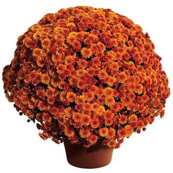 Chrysanthemum x morifolium 'Cheryl™ Spicy Orange' 