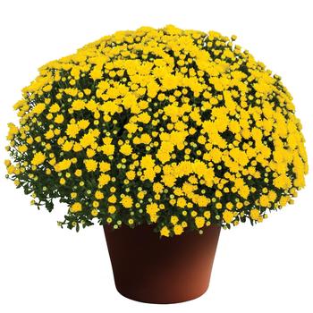 Chrysanthemum x morifolium 'Dawn™ Yellow' 