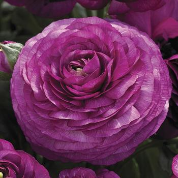 Ranunculus asiaticus Mache™ 'Purple'