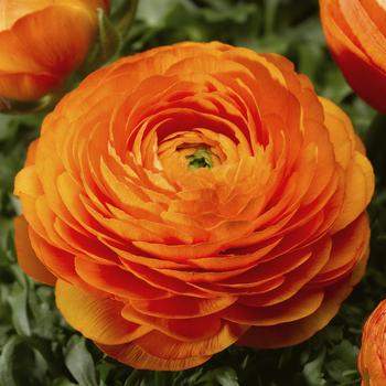 Ranunculus asiaticus 'Orange' 