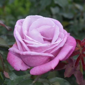 Rosa 'Fragrant Plum' 