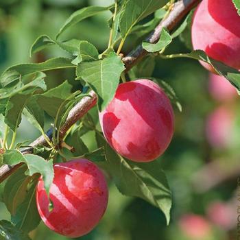 Prunus americana 'Marsh' 