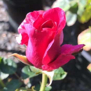 Rosa 'WEKmeroro' PPAF