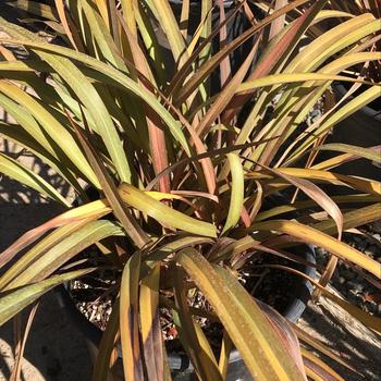 Phormium tenax 'Maori Sunrise' 