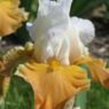 Iris germanica 'Apricot Frosty' 