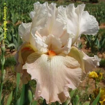 Iris germanica 'Frappe' 