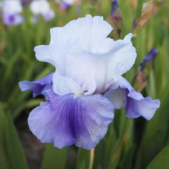 Iris germanica 'Latest Style' 