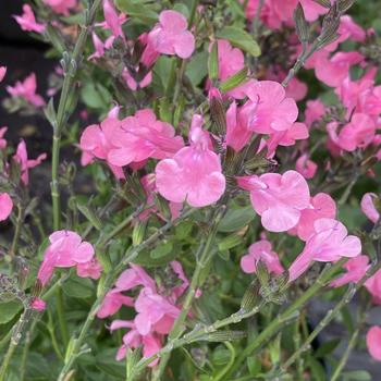 Salvia microphylla 'Syracuse' 