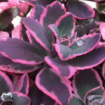 Sedum 'Dream Dazzler' PPAF