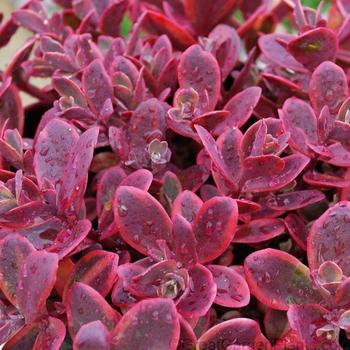 Sedum 'Wildfire' 