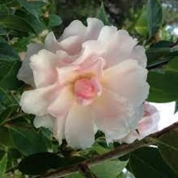 Camellia 'Jury's Pearl' 