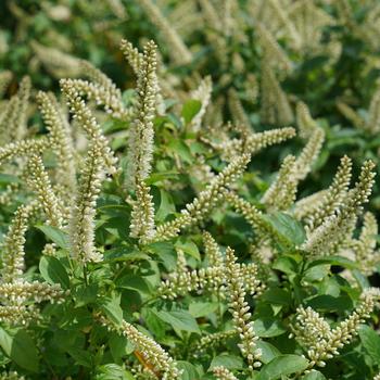 Itea virginica 'Fizzy Mizzy®'