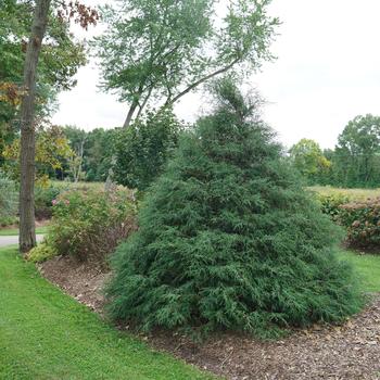 Chamaecyparis lawsoniana 'SMNCLUTL' 