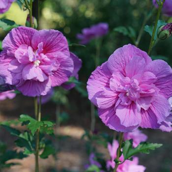 Hibiscus syriacus Chiffon® 'Dark Lavender'