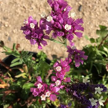 Limonium latifolium