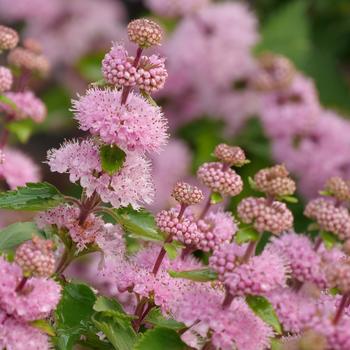 Caryopteris incana 'CARBEYBAR' PP33805