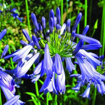 Agapanthus praecox Straight A® 'Jonie Blue™'