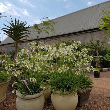 Agapanthus praecox Straight A™ 'Shona'