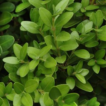 Buxus 'Green Ice®'