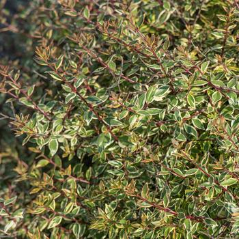 Abelia x grandiflora 'Margarita™'