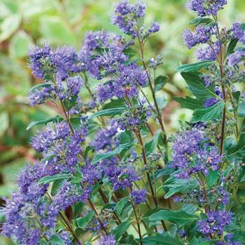 Caryopteris x clandonensis 'Inoveris' PP17837