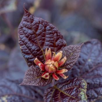 Calycanthus floridus 'Burgundy Spice'