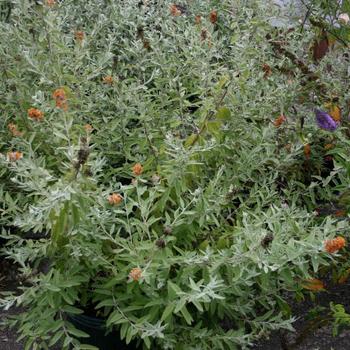 Buddleia Flutterby Grande® 'Tangerine Dream'