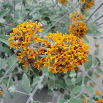 Buddleia Flutterby Grande® 'Sweet Marmalade'