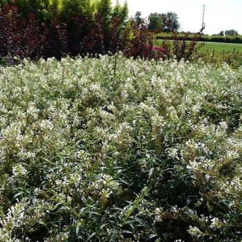 Buddleia Flutterby Petite® 'Snow White'