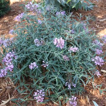 Buddleia davidii Flutterby Flow® 'Mauve Pink'