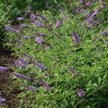 Buddleia davidii Flutterby Flow® 'Lavender'