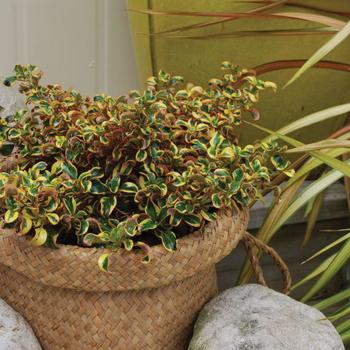 Coprosma repens Waxwing™ 'Gold'