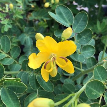 Cassia (Senna) splendida